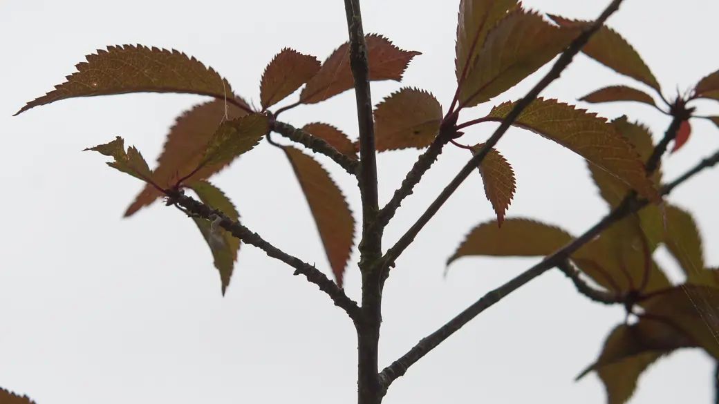 How to get an A Star in IGCSE Biology